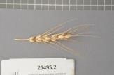 Click for 1 image(s) for this accession. Spike